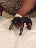 Yorkshire Terrier Puppies for sale in MD-180, Frederick, MD 21703, USA. price: NA
