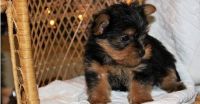 Yorkshire Terrier Puppies for sale in Boston, MA 02123, USA. price: NA