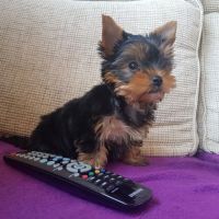 Yorkshire Terrier Puppies for sale in California Ave, Palo Alto, CA 94306, USA. price: NA