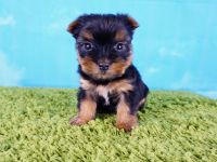 Yorkshire Terrier Puppies for sale in Las Vegas, NV 89113, USA. price: NA