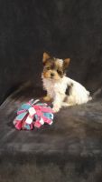 Yorkshire Terrier Puppies for sale in Festus, MO, USA. price: NA