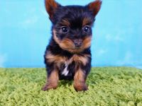 Yorkshire Terrier Puppies for sale in Orange County, CA, USA. price: NA