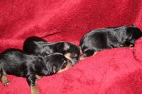 Yorkshire Terrier Puppies for sale in Garner, NC, USA. price: NA