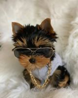 Yorkshire Terrier Puppies for sale in 02121 67th St, South Haven, MI 49090, USA. price: NA