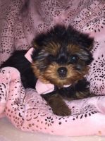 Yorkshire Terrier Puppies for sale in Boston, MA, USA. price: NA