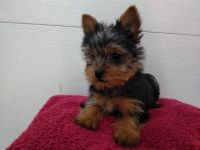 Yorkshire Terrier Puppies for sale in Dundee, OH 44624, USA. price: NA