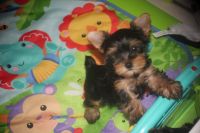 Yorkshire Terrier Puppies for sale in Cameroon Ct, The Villages, FL 32162, USA. price: NA