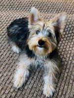 Yorkshire Terrier Puppies for sale in Austin, TX, USA. price: NA