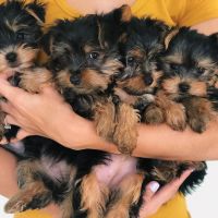 Yorkshire Terrier Puppies for sale in Mesquite, TX, USA. price: NA