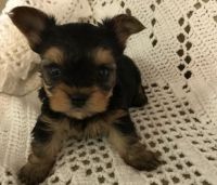 Yorkshire Terrier Puppies for sale in Philadelphia, PA 19109, USA. price: NA