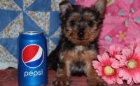Yorkshire Terrier Puppies for sale in Las Cruces, NM, USA. price: NA