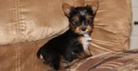 Yorkshire Terrier Puppies for sale in Little Rock, AR 72209, USA. price: NA