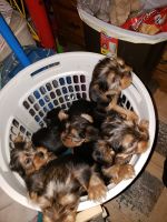 Yorkshire Terrier Puppies for sale in McFarland, WI 53558, USA. price: NA