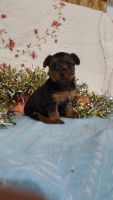 Yorkshire Terrier Puppies for sale in Grabill, IN 46741, USA. price: NA