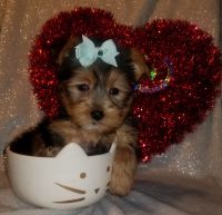 Yorkshire Terrier Puppies for sale in Homewood, IL, USA. price: NA