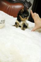 Yorkshire Terrier Puppies for sale in Dubia Rd, North Pole, AK 99705, USA. price: NA
