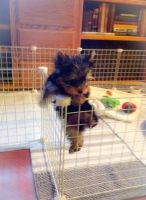 Yorkshire Terrier Puppies for sale in Jacksonville, FL 32226, USA. price: NA