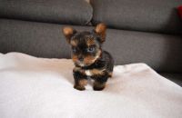 Yorkshire Terrier Puppies for sale in Seattle Waterfront, Seattle, WA 98101, USA. price: NA