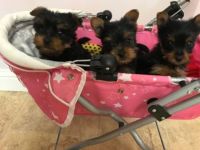 Yorkshire Terrier Puppies for sale in S Los Angeles St, Los Angeles, CA, USA. price: NA