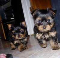 Yorkshire Terrier Puppies for sale in Oregon City, OR 97045, USA. price: NA