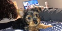 Yorkshire Terrier Puppies for sale in New York, NY 10119, USA. price: NA
