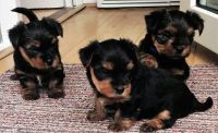 Yorkshire Terrier Puppies for sale in Cleveland, OH, USA. price: NA