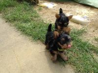 Yorkshire Terrier Puppies for sale in Alafaya, FL 32826, USA. price: NA