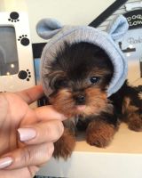 Yorkshire Terrier Puppies for sale in Oregon City, OR 97045, USA. price: NA