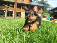 Yorkshire Terrier Puppies for sale in Bloomfield Hills, MI 48304, USA. price: NA