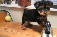 Yorkshire Terrier Puppies for sale in New York, NY 10119, USA. price: NA