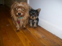 Yorkshire Terrier Puppies for sale in North Port, FL, USA. price: NA