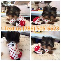 Yorkshire Terrier Puppies for sale in TX-121, Plano, TX, USA. price: NA