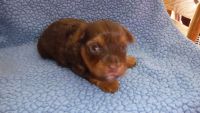 Yorkshire Terrier Puppies for sale in Watertown, NY 13601, USA. price: NA
