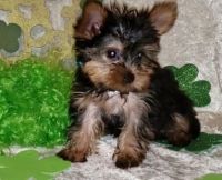 Yorkshire Terrier Puppies for sale in Brattleboro, VT 05301, USA. price: NA