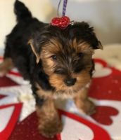 Yorkshire Terrier Puppies for sale in Mobile, AL 36641, USA. price: NA