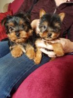 Yorkshire Terrier Puppies for sale in Caroline St NE, Atlanta, GA 30307, USA. price: NA