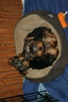 Yorkshire Terrier Puppies for sale in Gulfport, MS, USA. price: NA