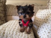 Yorkshire Terrier Puppies for sale in TX-121, Plano, TX, USA. price: NA