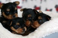 Yorkshire Terrier Puppies for sale in Denver, CO, USA. price: NA