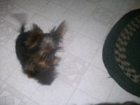 Yorkshire Terrier Puppies for sale in Clear Lake, WI, USA. price: NA