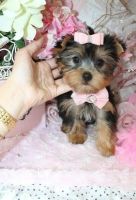 Yorkshire Terrier Puppies for sale in Carnegie Hall, New York, NY 10019, USA. price: NA