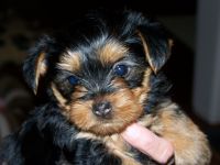 Yorkshire Terrier Puppies for sale in Phoenix, AZ, USA. price: NA