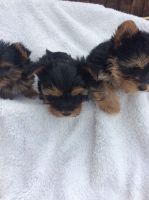 Yorkshire Terrier Puppies for sale in Hawaiian Gardens, CA, USA. price: NA