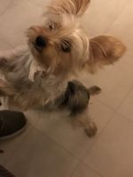 Yorkshire Terrier Puppies for sale in Seagoville, TX, USA. price: NA