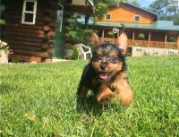 Yorkshire Terrier Puppies for sale in Johnson Ave, Brooklyn, NY, USA. price: NA