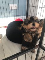 Yorkshire Terrier Puppies for sale in East Los Angeles, CA 90023, USA. price: NA