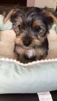 Yorkshire Terrier Puppies for sale in Santa Maria, CA 93458, USA. price: NA