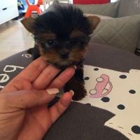 Yorkshire Terrier Puppies for sale in Kearny, NJ, USA. price: NA