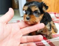 Yorkshire Terrier Puppies for sale in Houston St, Fort Worth, TX 76102, USA. price: NA