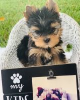 Yorkshire Terrier Puppies for sale in Atlantic, IA 50022, USA. price: NA